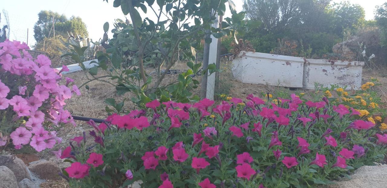 Rifugio Monte Pino Villa Telti Dış mekan fotoğraf